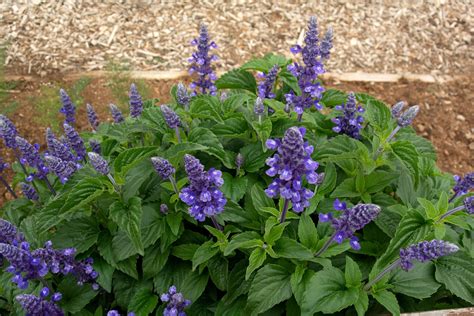 Victoria Blue: the Salvia That's True Blue | Plants, Garden border ...