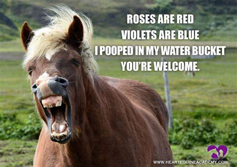 Funny Horse Meme - Equestrian Humor - Funny Horse Poem Roses are Red ...