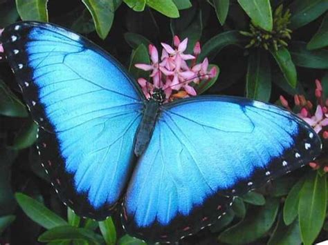 41 Stunningly Beautiful and Rare Butterflies