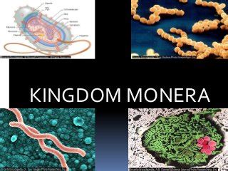 Modern classification of living organisms , Kingdom ( Monera and ...