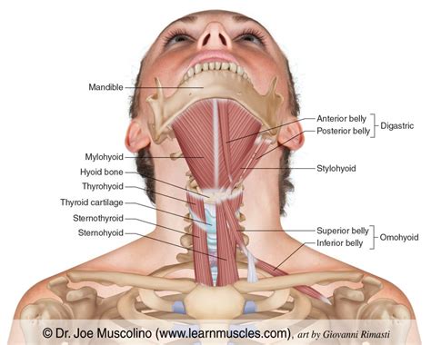 Hyoid Group - Learn Muscles