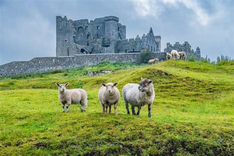 The Irish Language: A History and Overview | Dialang