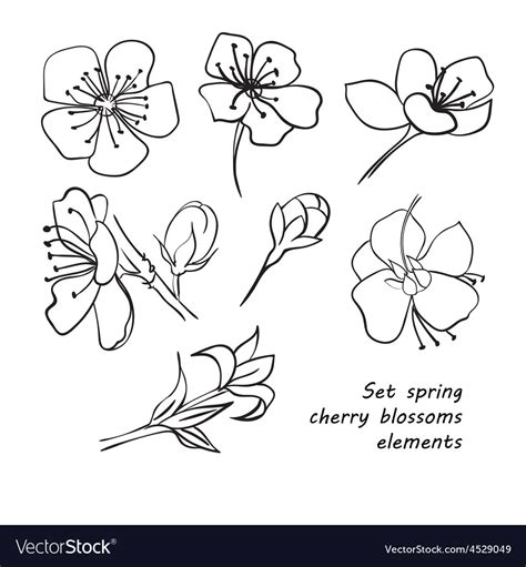 Set of spring cherry blossom flowers hand drawing Vector Image