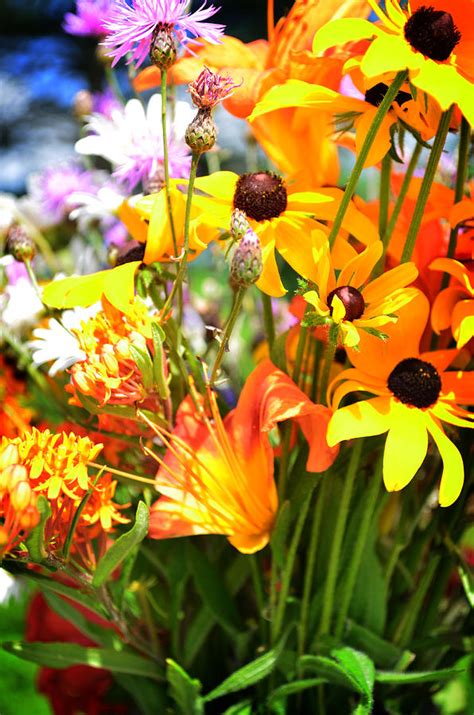 Black Eyed Susan Bouquet Photograph by Lj Lambert - Fine Art America