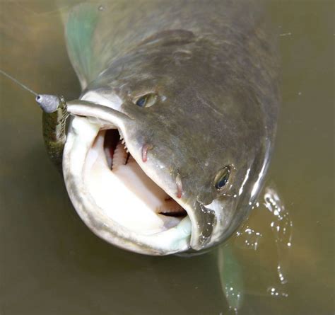 Spring is the best time to catch elusive bowfin