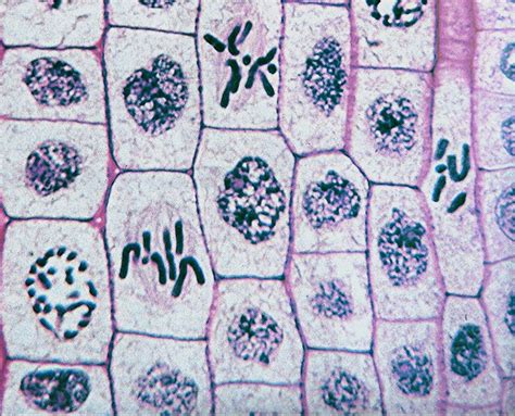 celldivision ppt questions | Science cells, Teaching biology, Mitosis