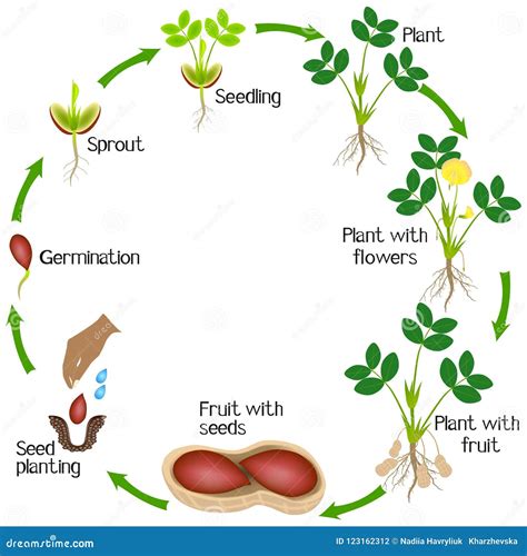 Cycle of a Peanut Plant Growth Isolated on White Background. Stock ...