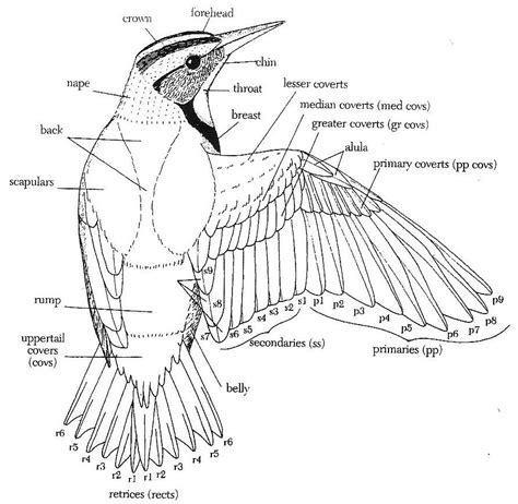 The Wings | Bird carving patterns, Bird drawings, Wing anatomy