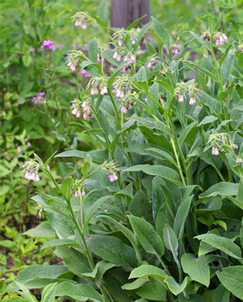 Comfrey – West Coast Seeds