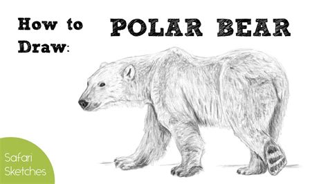 How to Draw a Polar Bear | Realistic, Step by Step - YouTube