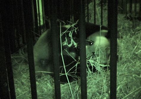 Panda born at Tokyo zoo for 1st time in 24 years – New York Daily News