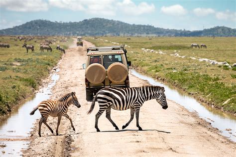 Serengeti National Park | Tanzania Safari Destinations