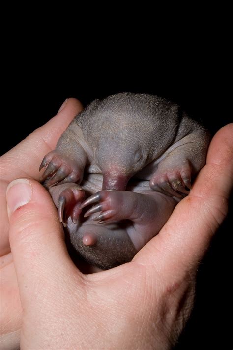 Australian zoo welcomes rare echidna puggle : The Tribune India