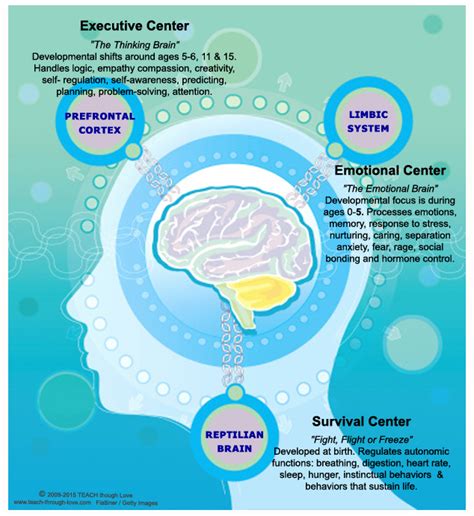 Understanding Your Child's Brain Development