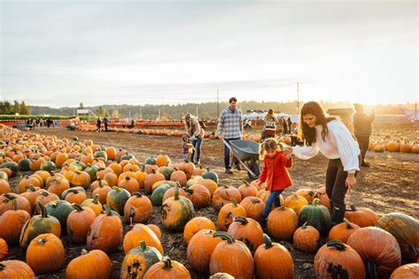 Pumpkin patches near Seattle: How to find the best one