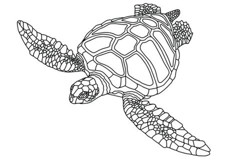 How To Draw A Realistic Sea Turtle