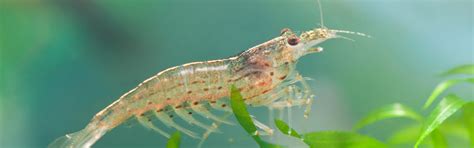 The shocking practice that shows prawn farming is as cruel as factory ...