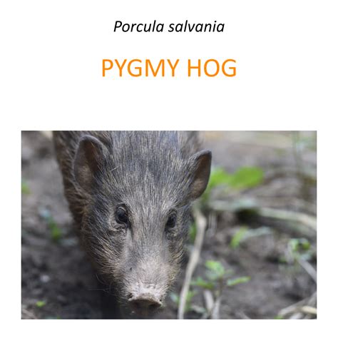 Pygmy hog conservation program – Fundacja Zoo Wrocław DODO