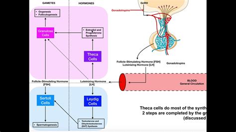 Specific Hormones | Functions of FSH and LH [Gonadotropins] | ฮอร์โมน ...