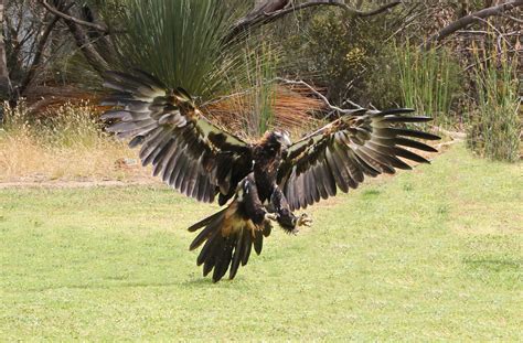 wedge-tail-eagle-landing | Bird art, Australian birds, Wedge tailed eagle