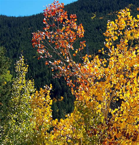 Aspen Tree Fall Colors by Amy McDaniel