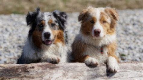 Medium-Sized Dogs | Dog Breed Guide| Healthy Paws