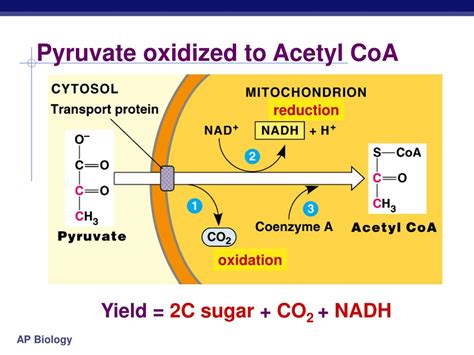 PPT - Chapter 9. Cellular Respiration Oxidation of Pyruvate Krebs Cycle ...