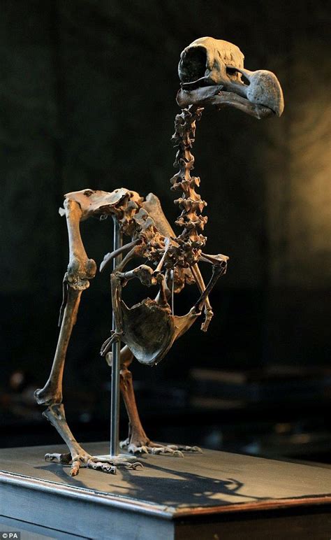 Rare dodo skeleton could fetch a fortune at auction | Animal skeletons ...