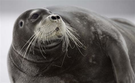 Earless Seals - Ocean Animals