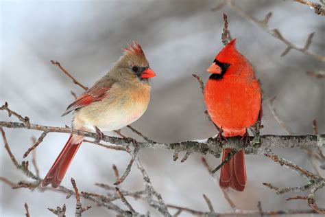 TBM 1712.03 DDOP-Advent-01: The Coming of the Cardinals | The Bathtub ...