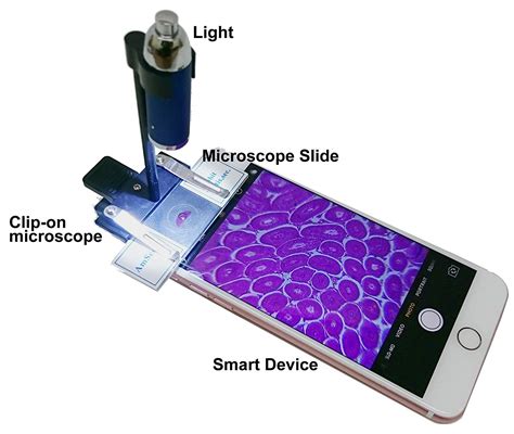 Microscope Slides: Animal Biology – ScienceWiz