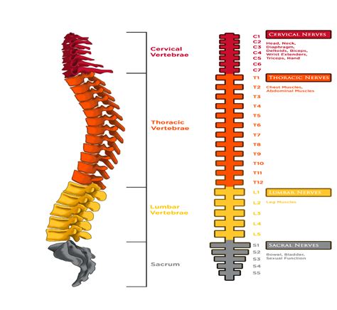 Types of Spinal Cord Injury | Reeve Foundation