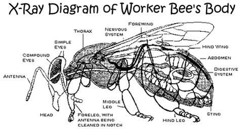 http://www.beekeepingsupply.com/Graphics/bee_anatomy.gif | Bee, Winged ...