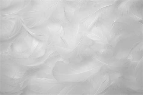 Premium Photo | White Feathers Texture Background Swan Feathers