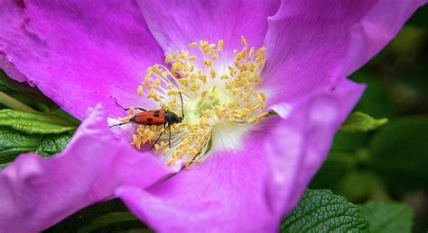 Beetle in a Pink Landscape Photograph by Lauren Denos - Pixels