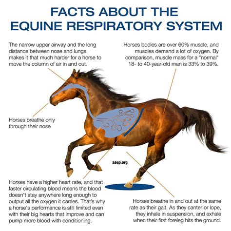 Facts about the equine respiratory system - Oregon Horse Council