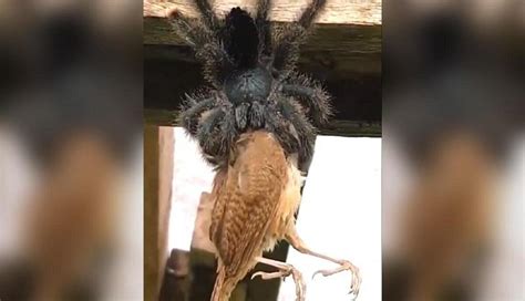 Video of spider eating a bird will give you goosebumps! Netizens ask ...