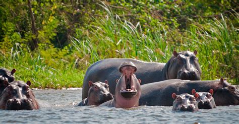 Animali, gli ippopotami di Escobar ora sono un problema per la Colombia