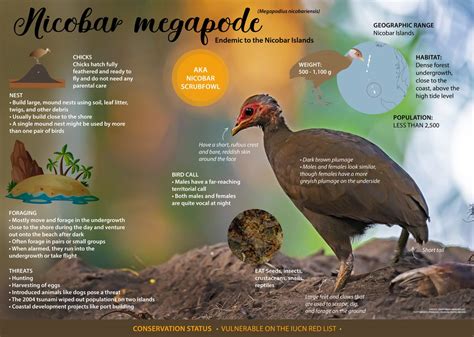 Nicobar Megapode: Facts, Diet, Threats | Roundglass | Sustain