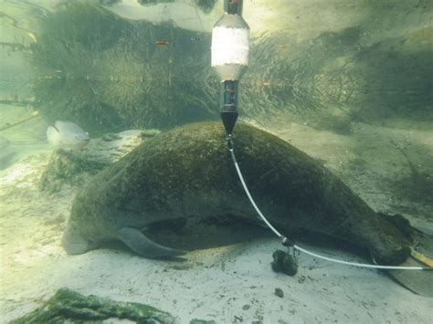 Manatee Rescue & Rehabilitation Partnership - Clearwater Marine Aquarium