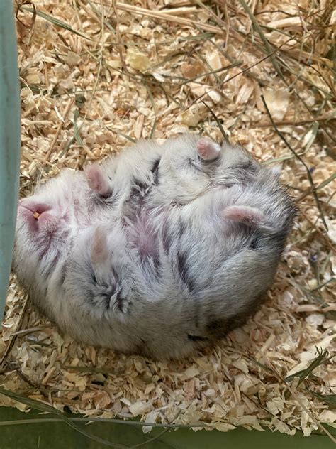 found him sleeping like this : r/hamsters