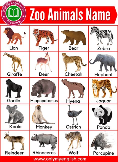 Wild Animals Name List, Zoo Animals List, Zoo Animals Names, Pet ...