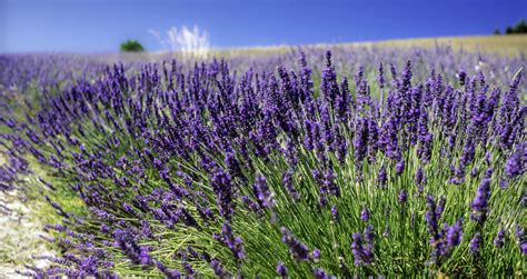 Is lavender drought tolerant? Experts offer their advice | Homes & Gardens