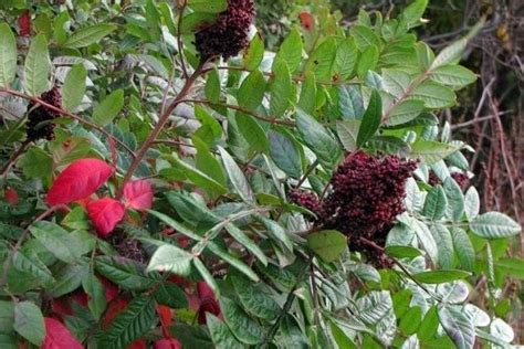 Poison Sumac: How to Identify It, and What to Do if You've Been Exposed ...