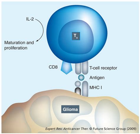 Cytotoxic T cell showing the MHC class I molecule-mediated ...