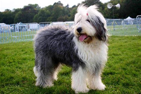 Old English Sheepdog – a lively, intelligent breed with a gentle nature ...