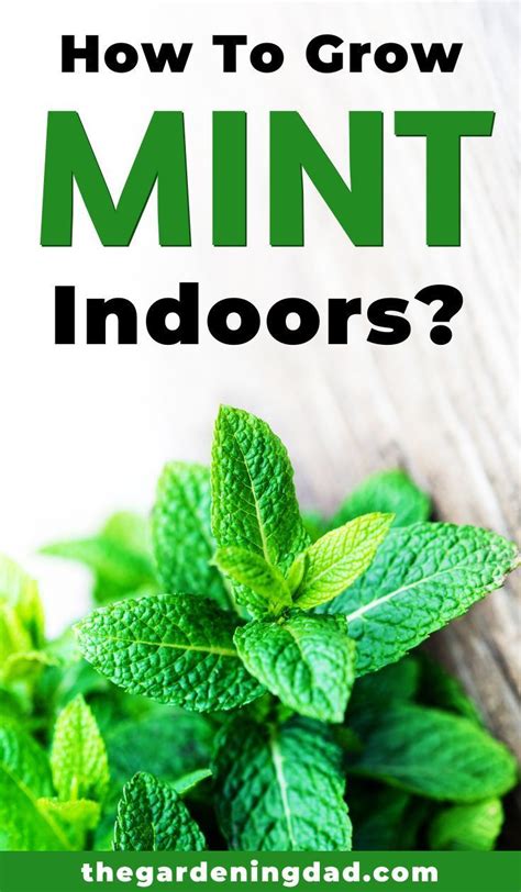 How to Grow Mint from Seed: 11 EASY Tips | Growing mint indoors ...