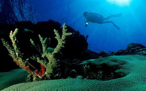 Scuba Diving Coral Reef Wallpaper