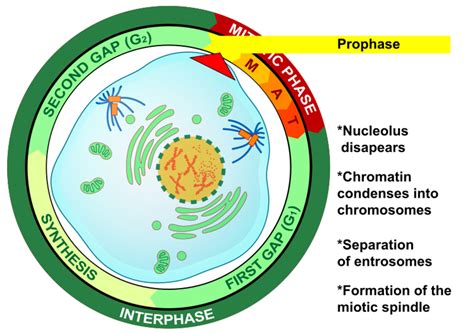 Stages of the Cell Cycle: Mitosis (Interphase and Prophase) - Owlcation