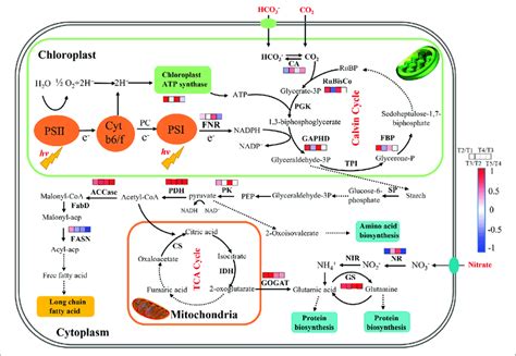 | The proposed pathways of enhanced CO 2 fixation and protein ...